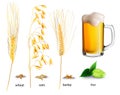 Ingredients for brewing beer. Realistic vector illustration of plants and glasses of beer. Royalty Free Stock Photo